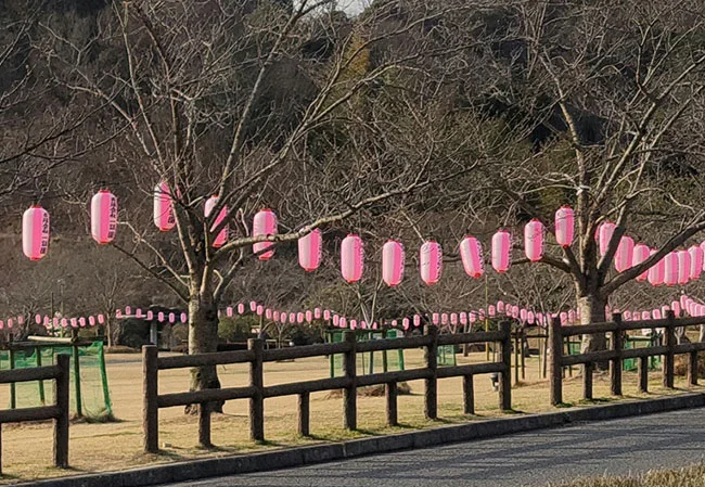 設置事例No.46 お花見さくら祭の協賛用9号長型ビニール提灯使用写真