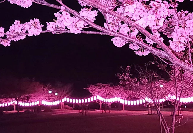 設置事例No.46 お花見さくら祭の協賛用9号長型ビニール提灯使用風景