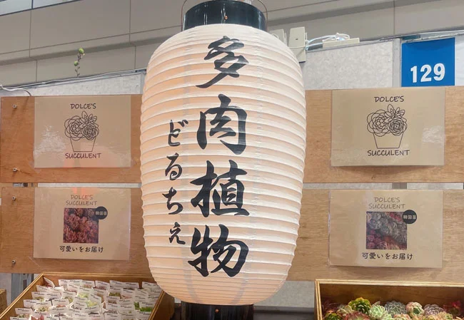 設置事例No.70 多肉植物専門店様の店外イベント用尺四長ビニール・9号丸型耐水和紙提灯使用写真