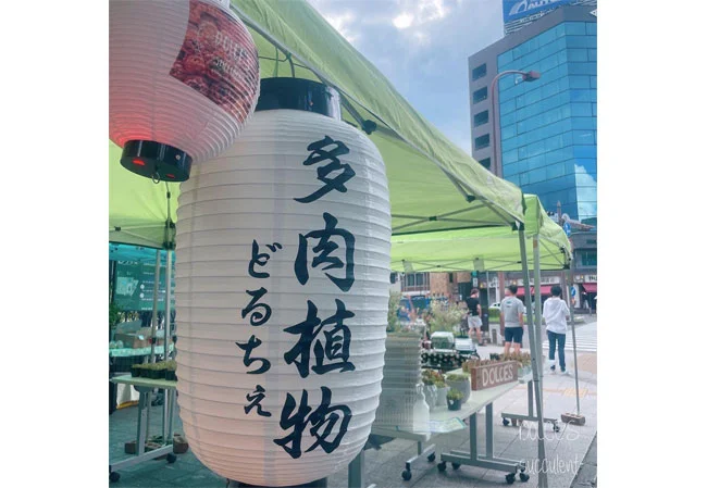 設置事例No.70 多肉植物専門店様の店外イベント用尺四長ビニール・9号丸型耐水和紙提灯使用風景